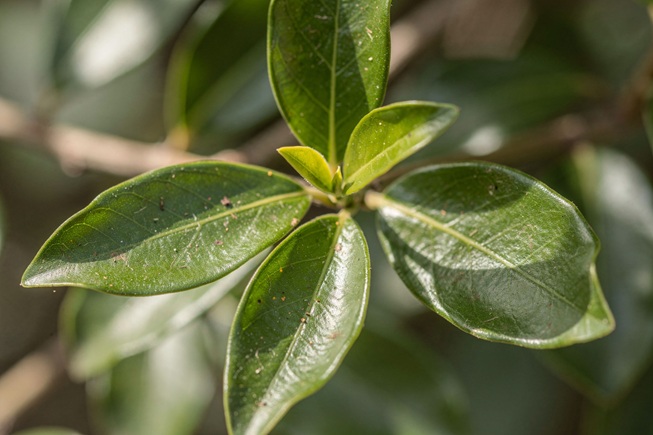 listy santalovniku bileho